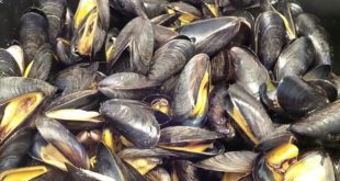 تطوان/ شفشاون: حظر جمع وتسويق الصدفيات بسبب تلوث سام