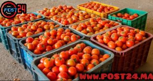 تطوان.. 15 درهما للكيلوغرام.. الطماطم تبتعد عن موائد الأغنياء قبل الفقراء