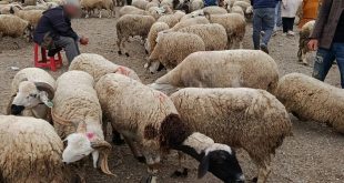 عبد الكريم كنفاوي: عرض الأضاحي بجهة الشمال وفير والأسعار في متناول الساكنة