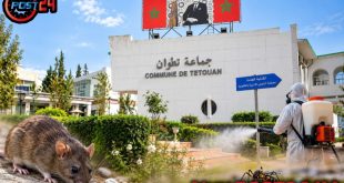 تطوان: المجلس الجماعي يخصص 132 مليون سنتيم لمحاربة الفئران والبعوض